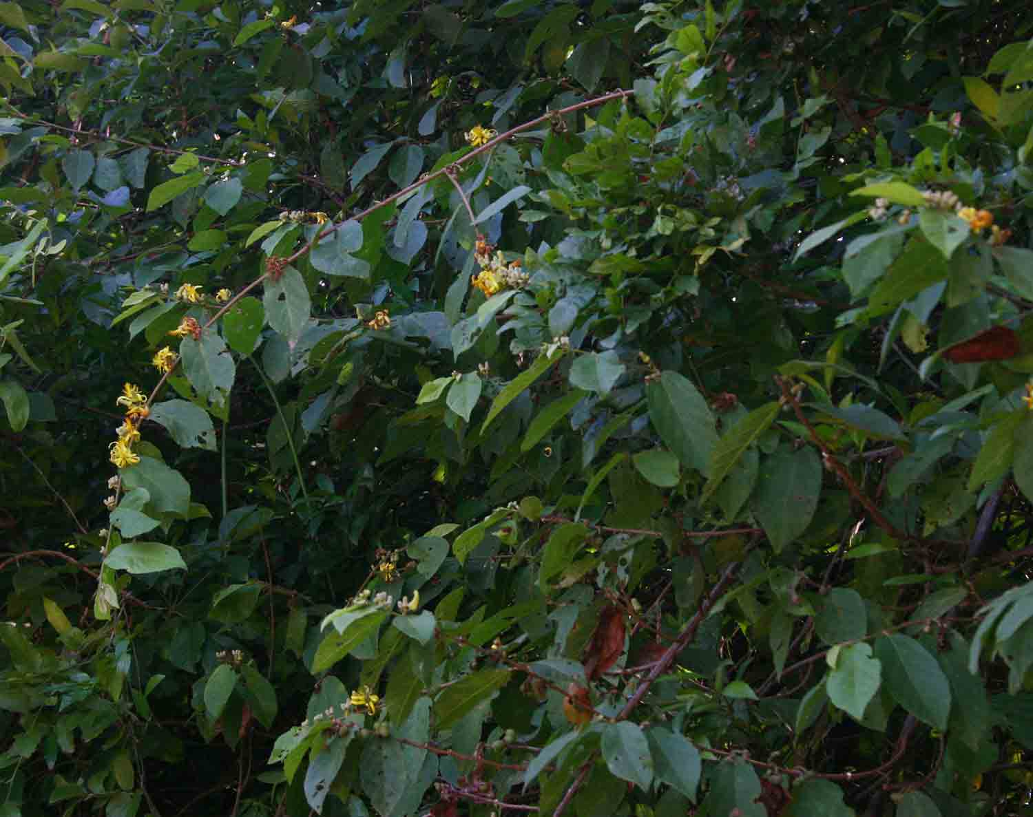 Grewia forbesii