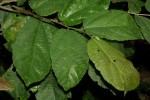 Grewia forbesii