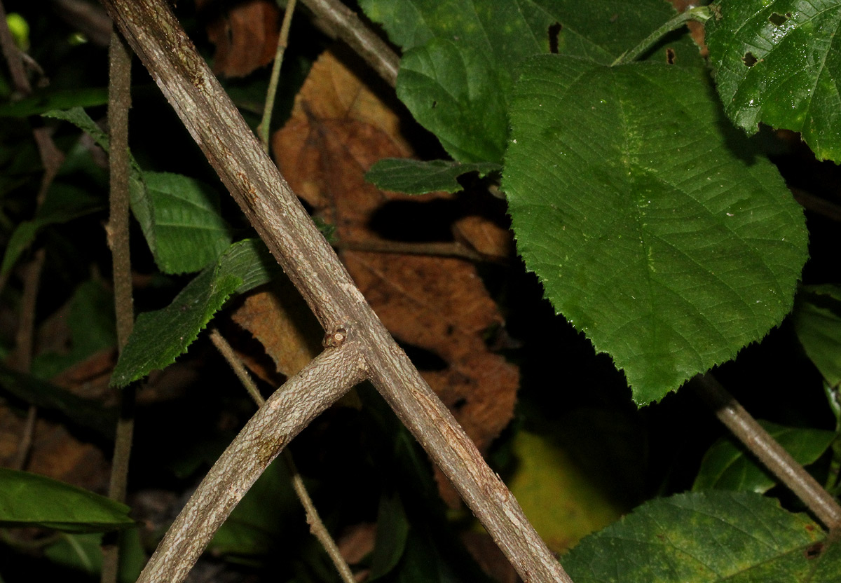 Grewia forbesii