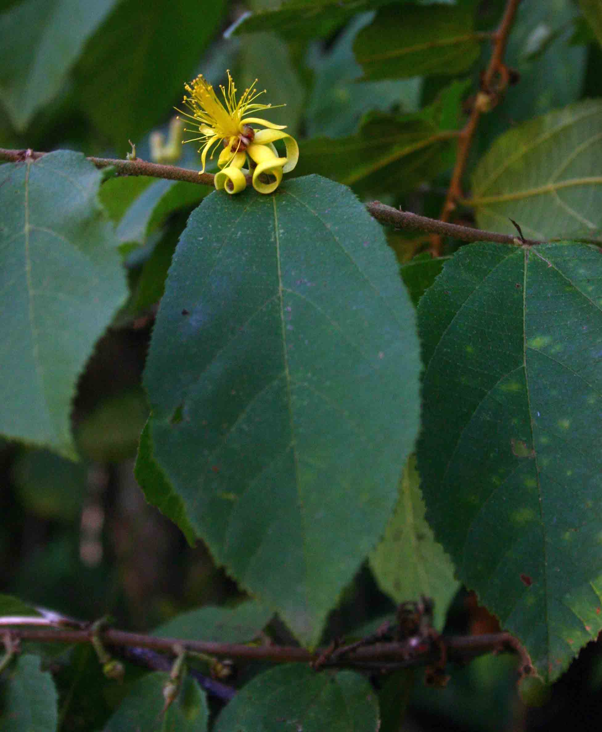 Grewia forbesii