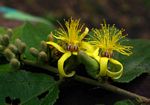 Grewia forbesii