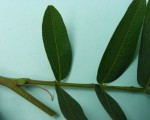 Brachystegia longifolia