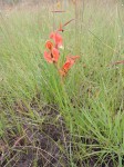 Disa erubescens subsp. carsonii