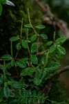 Peperomia retusa