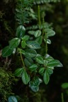 Peperomia retusa
