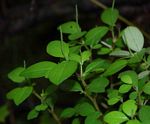 Peperomia retusa