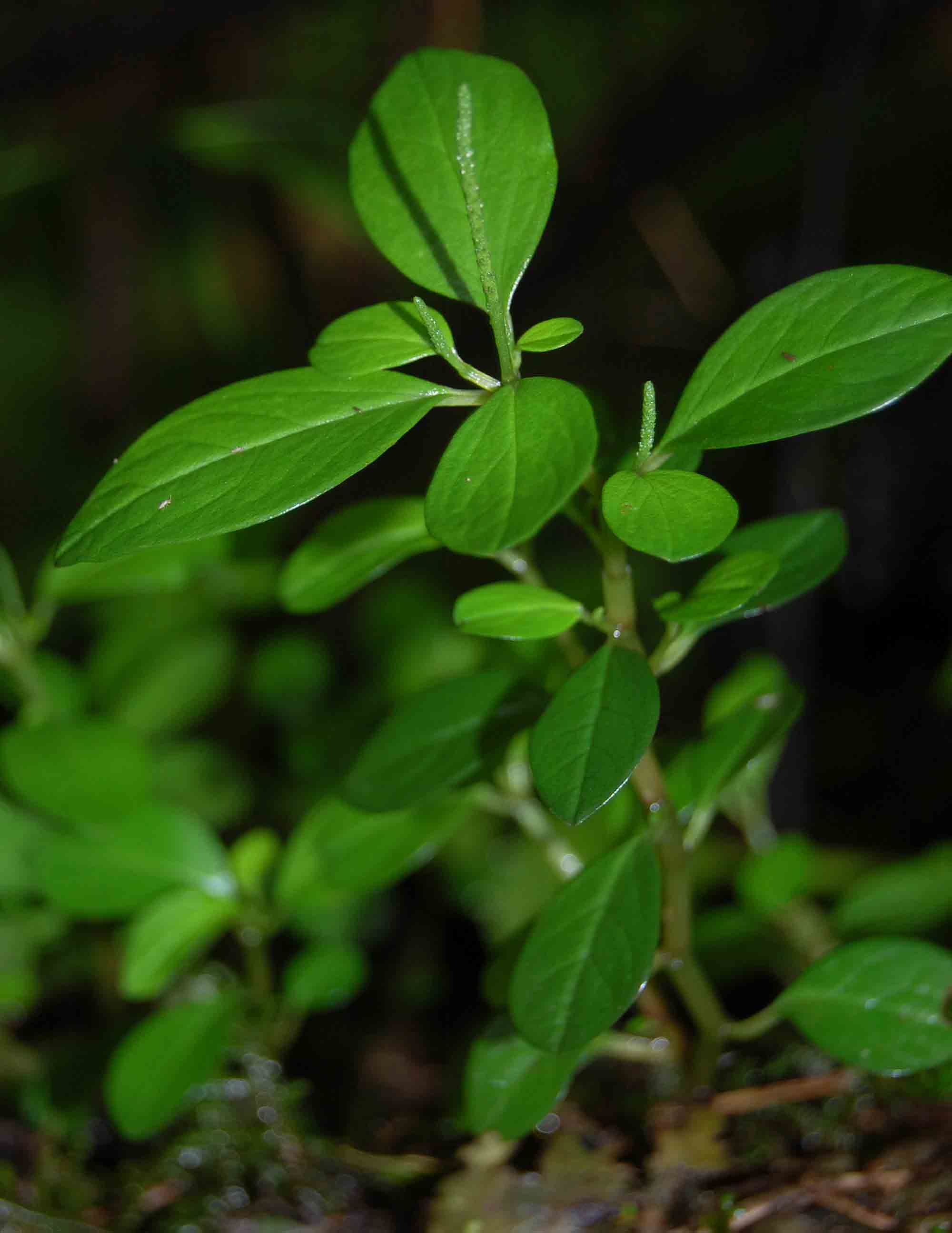 Peperomia retusa