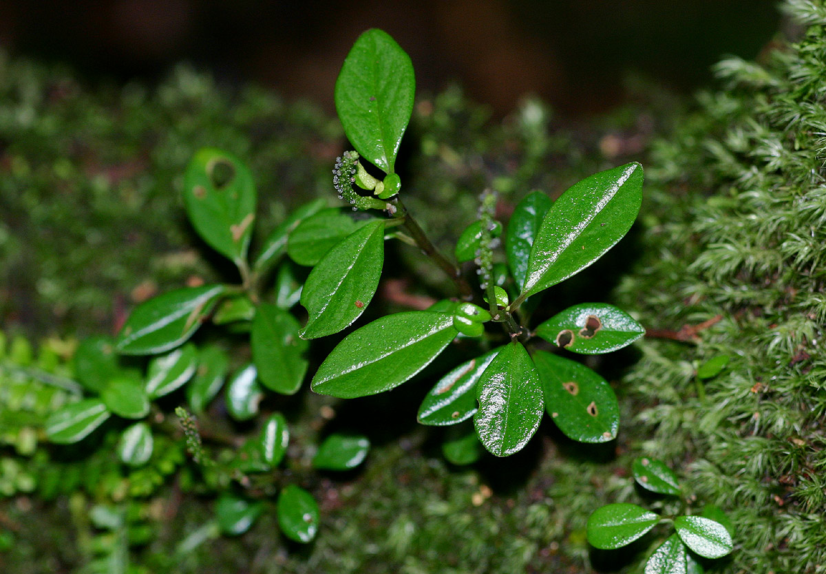 Peperomia retusa
