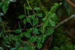 Peperomia retusa