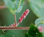 Acalypha welwitschiana