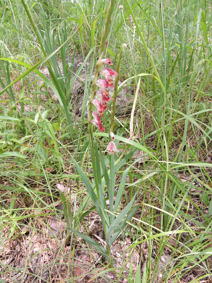 Gladiolus gregarius