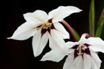 Gladiolus murielae