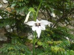 Gladiolus murielae