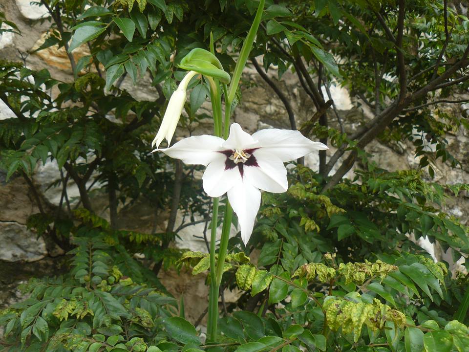 Gladiolus murielae