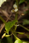 Begonia oxyloba