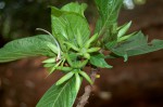 Leptactina platyphylla