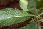 Leptactina platyphylla