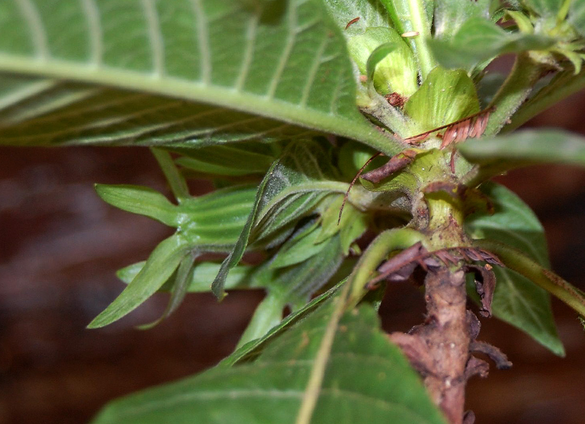 Leptactina platyphylla