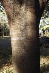Ficus ovata