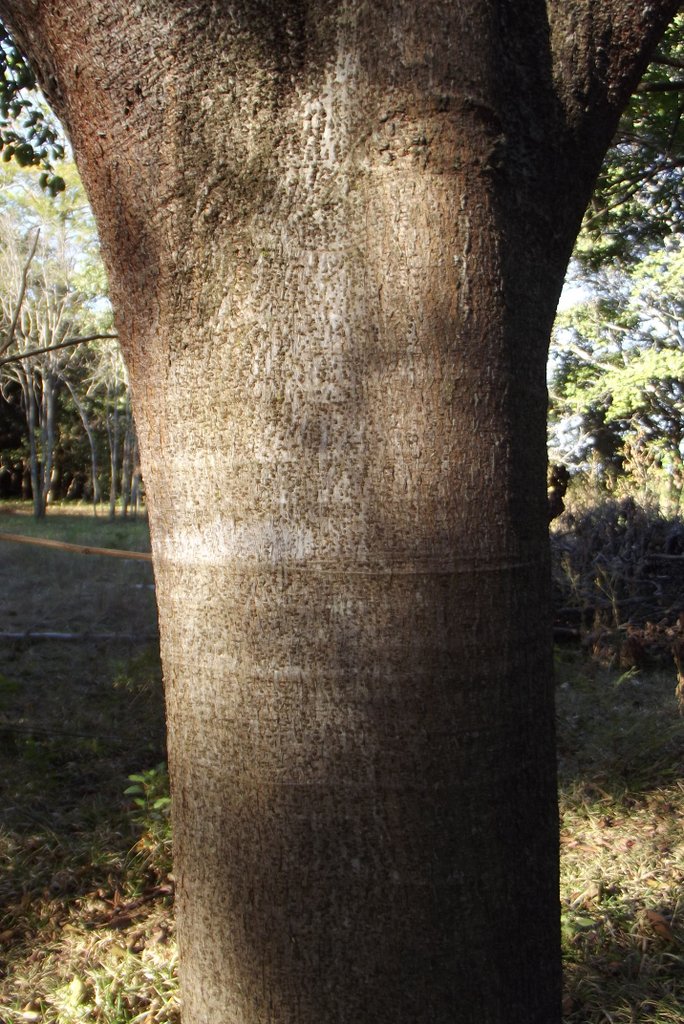 Ficus ovata