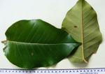 Ficus ovata