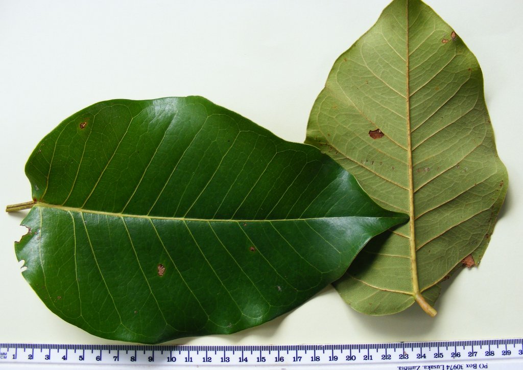 Ficus ovata