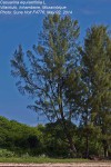 Casuarina equisetifolia