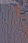 Casuarina equisetifolia
