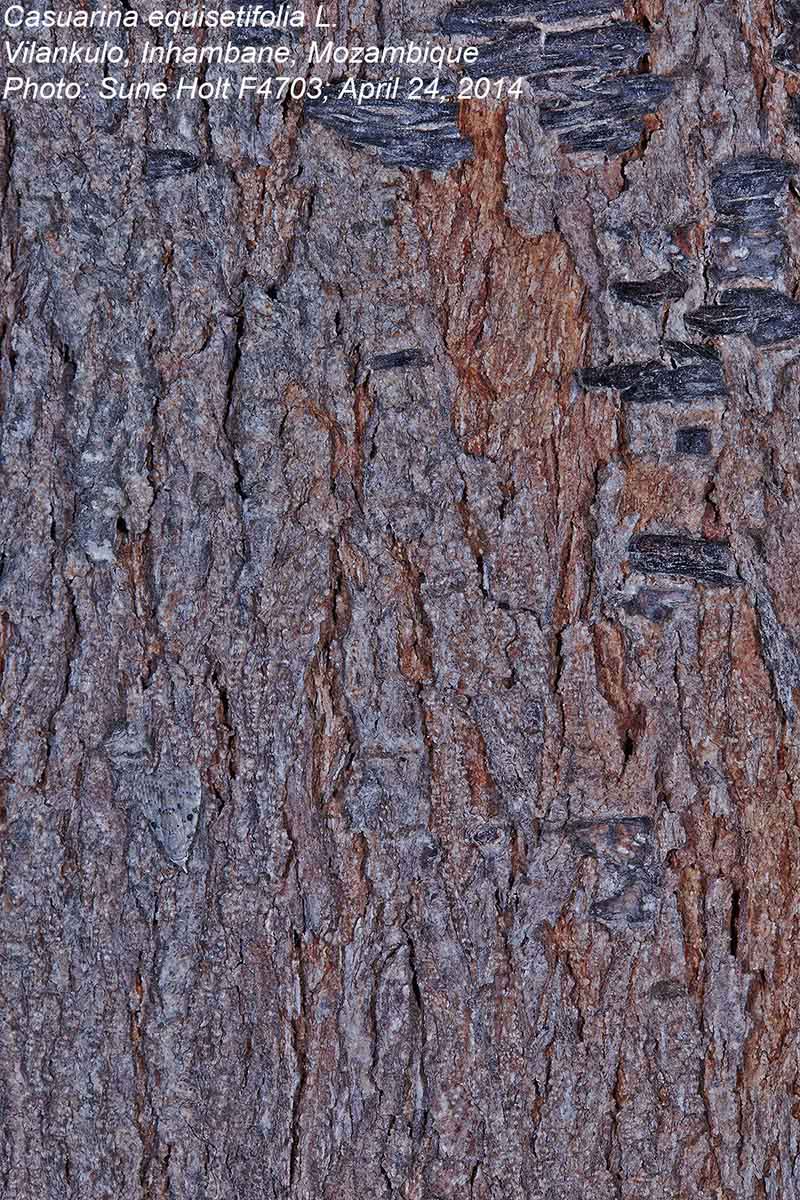 Casuarina equisetifolia