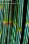 Casuarina equisetifolia
