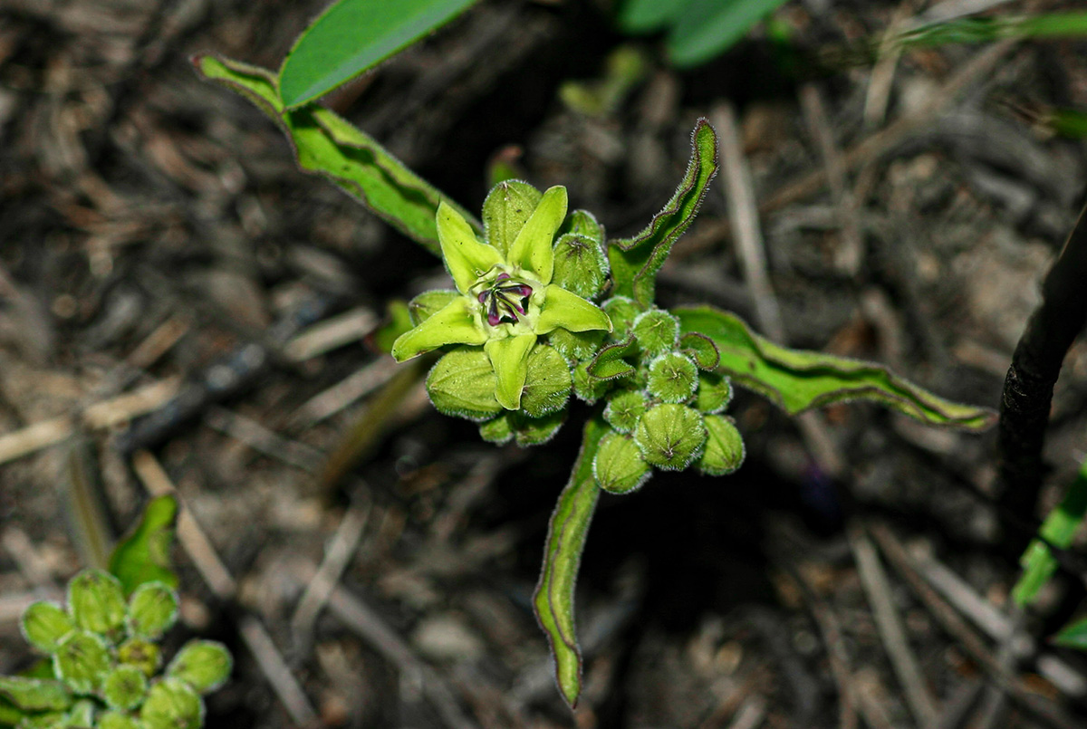 Raphionacme madiensis
