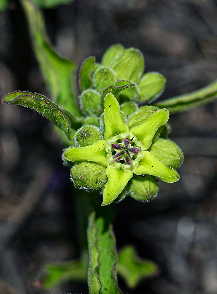 Raphionacme madiensis
