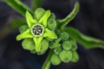 Raphionacme madiensis