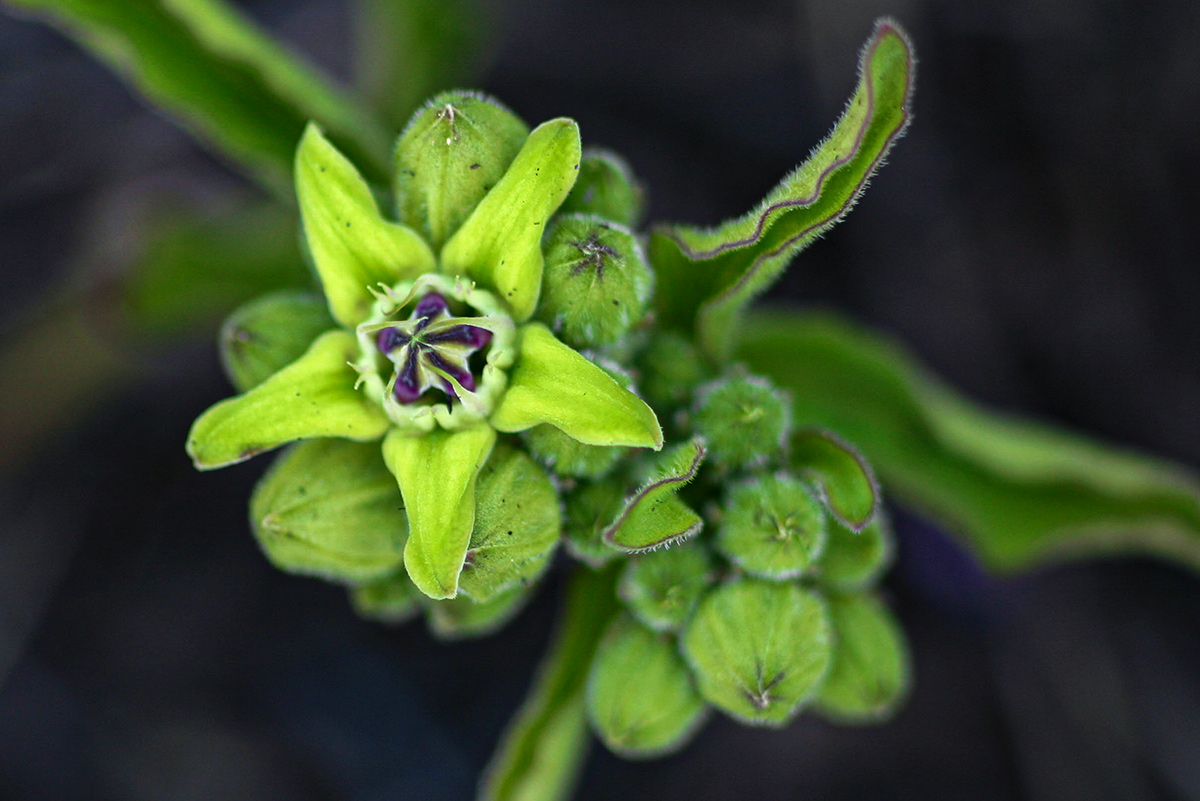 Raphionacme madiensis