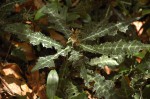 Acanthus ueleensis
