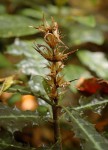 Acanthus ueleensis