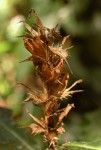 Acanthus ueleensis