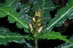 Acanthus ueleensis