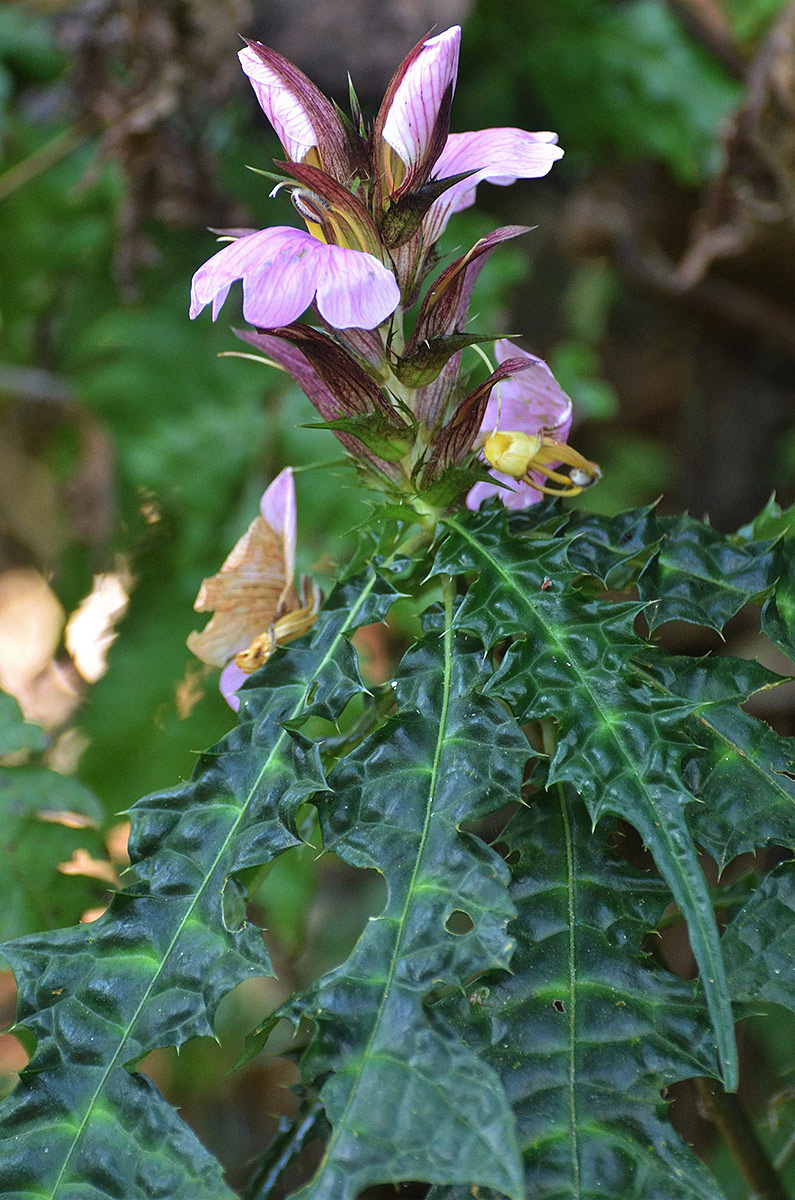 Acanthus ueleensis