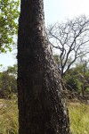 Albizia coriaria