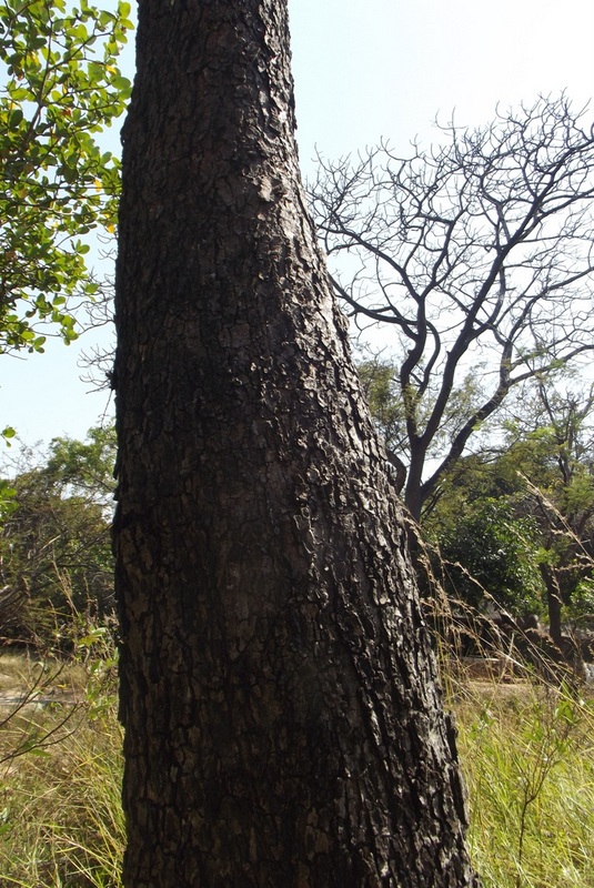 Albizia coriaria