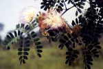 Albizia coriaria