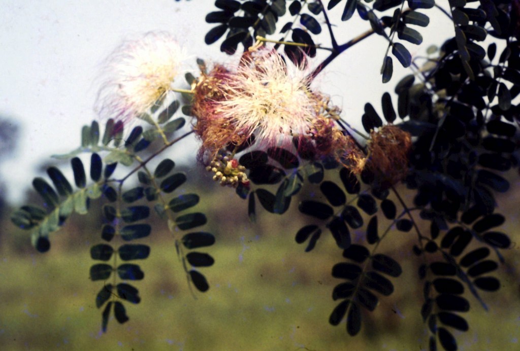 Albizia coriaria