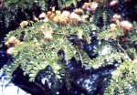 Albizia coriaria