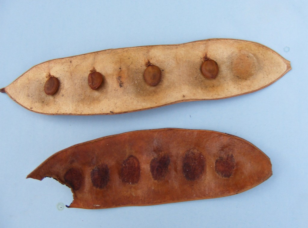 Albizia coriaria