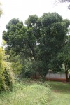 Artocarpus heterophyllus