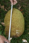 Artocarpus heterophyllus