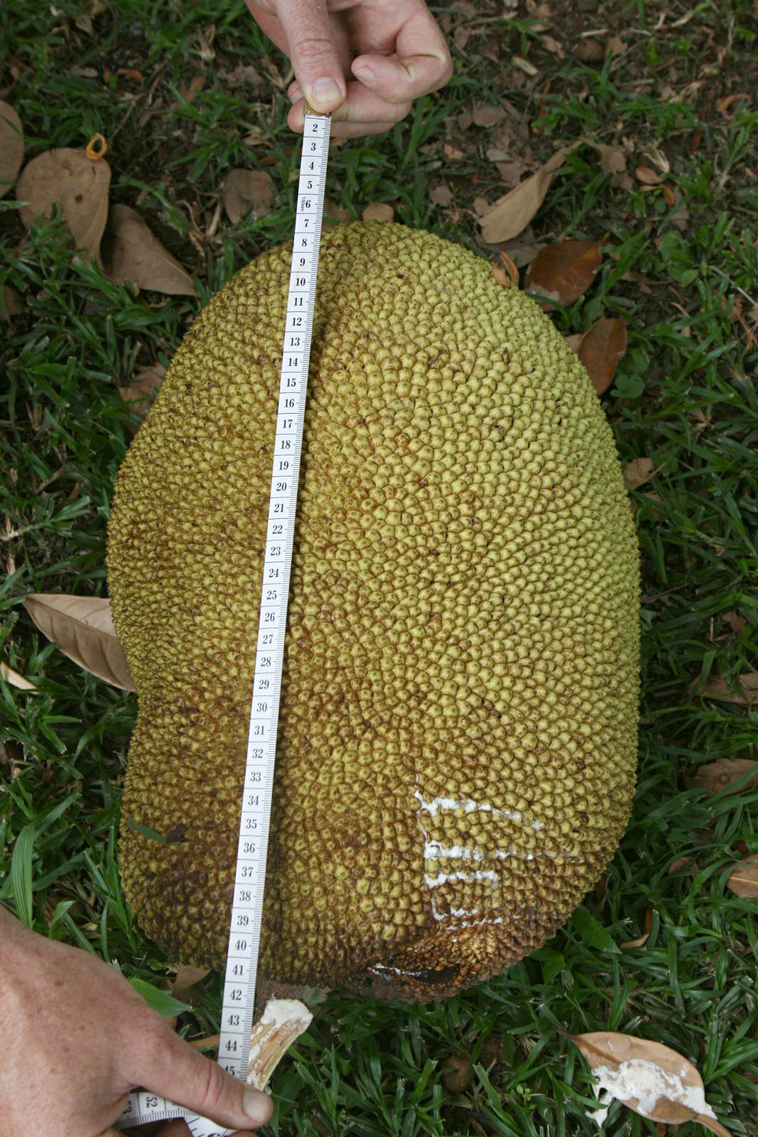 Artocarpus heterophyllus