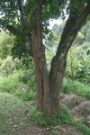 Artocarpus heterophyllus