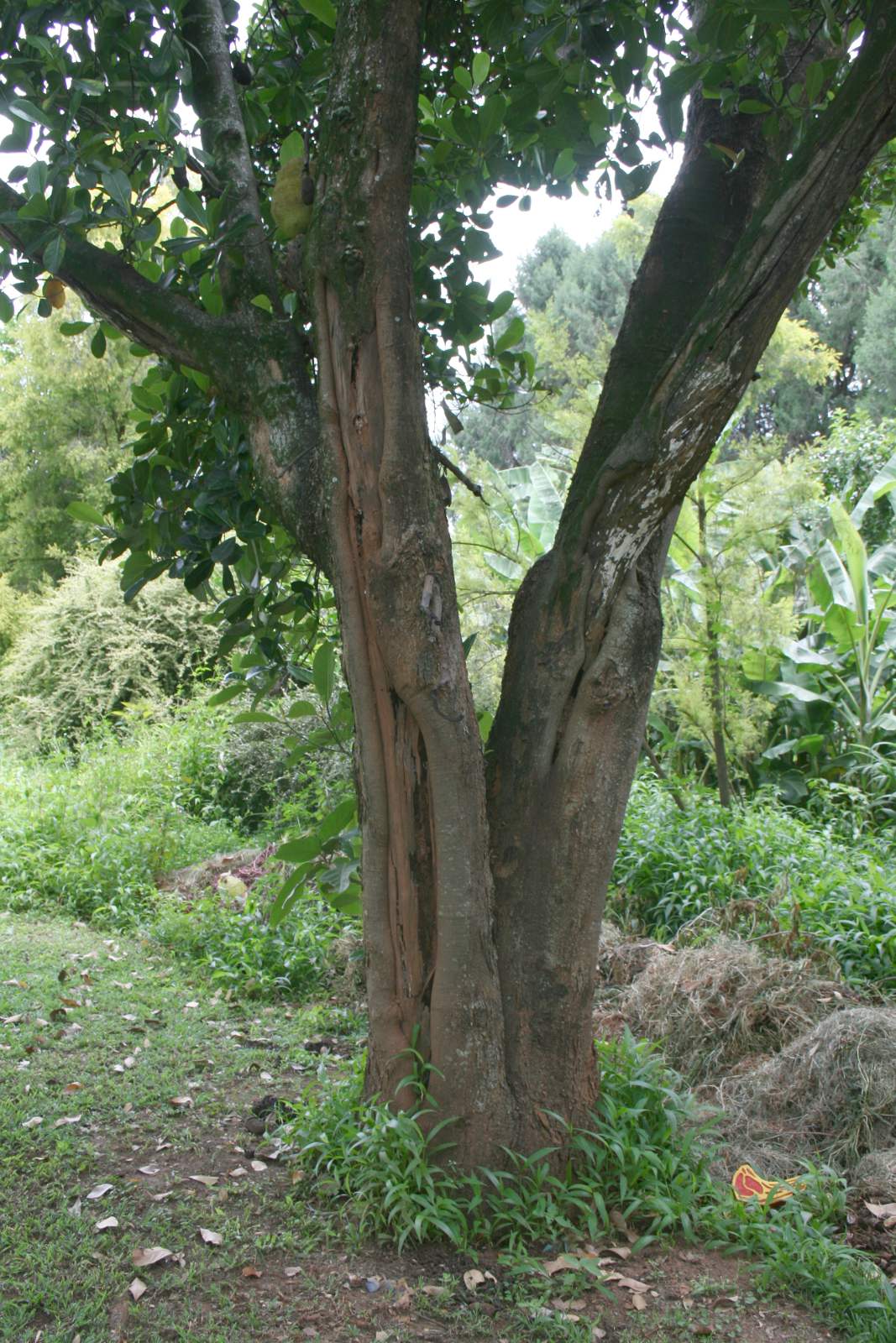 Artocarpus heterophyllus